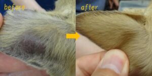 アレキ（チワワ耳介辺縁皮膚症）治療前治療後　耳全体治療前治療後（耳裏）
